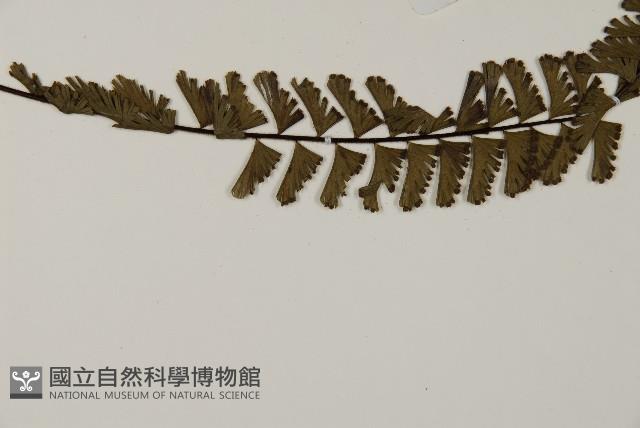 鞭葉鐵線蕨藏品圖，第3張