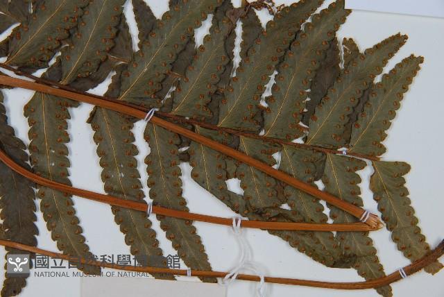 邊緣鱗蓋蕨藏品圖，第3張