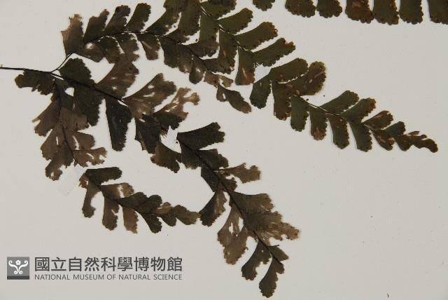 長尾鐵線蕨藏品圖，第3張