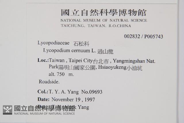 過山龍藏品圖，第2張