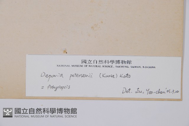 假蹄蓋蕨、東洋蹄蓋蕨藏品圖，第3張