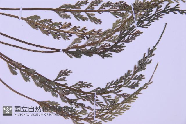 長生鐵角蕨藏品圖，第3張