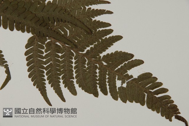愛德氏肋毛蕨藏品圖，第3張