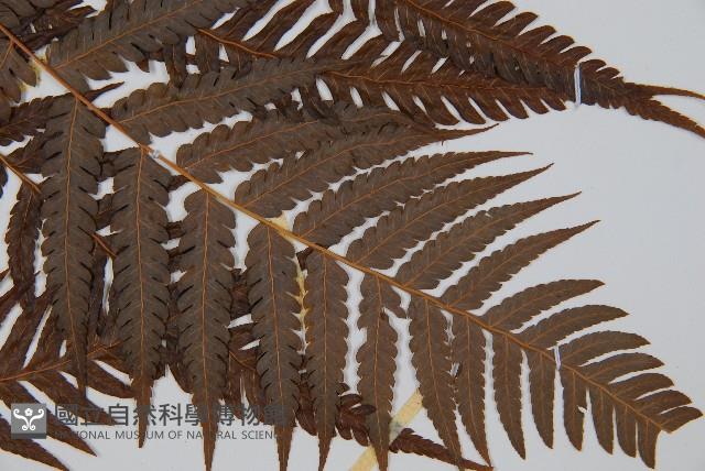 金狗毛蕨藏品圖，第3張