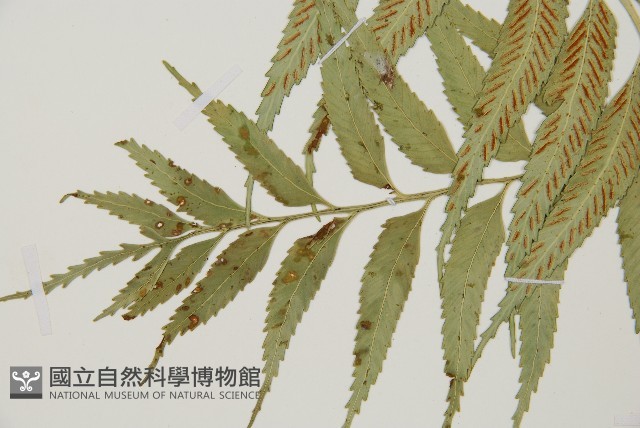 蘭嶼鐵角蕨藏品圖，第6張