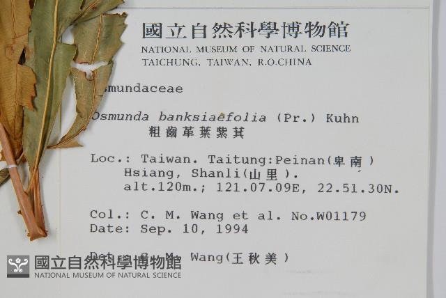 粗齒革葉紫萁藏品圖，第2張