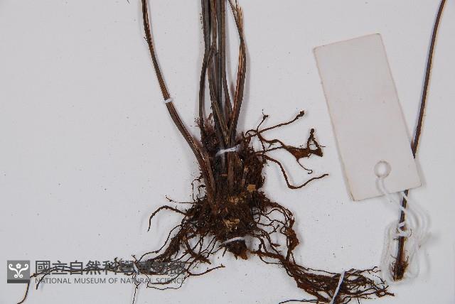 鐮葉鐵角蕨藏品圖，第6張