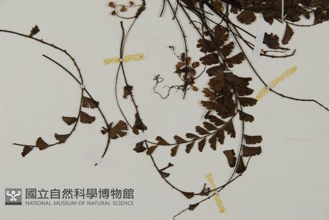 馬來鐵線蕨藏品圖，第3張