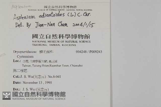 革葉鐵角蕨藏品圖，第2張