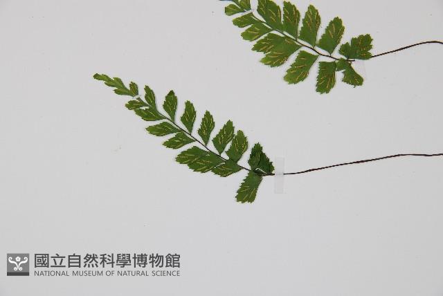 小葉鐵角蕨藏品圖，第3張