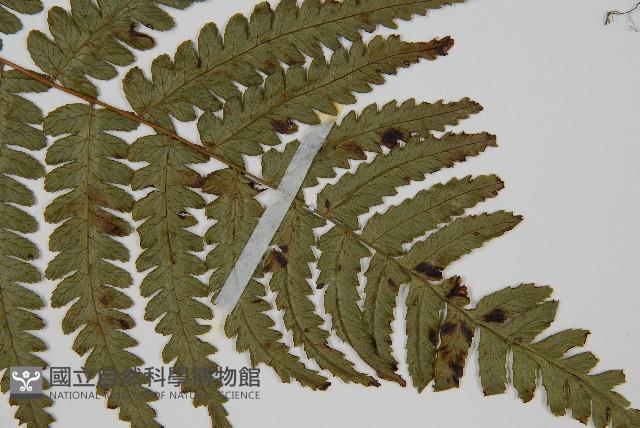 廣葉深山雙蓋蕨藏品圖，第3張