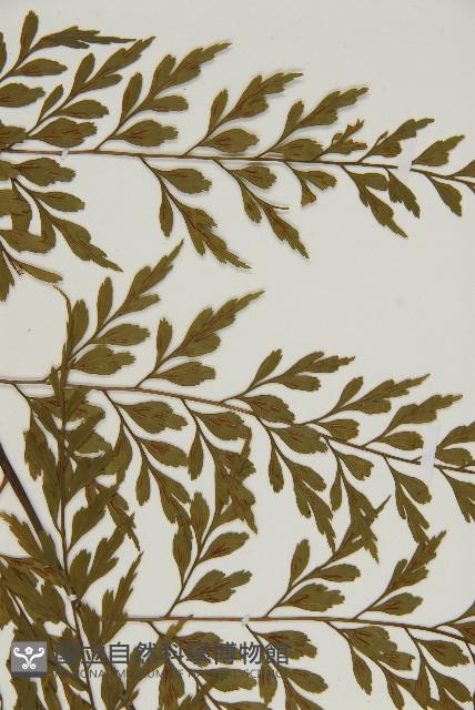 大黑柄鐵角蕨、黃鱗鐵角蕨、大羽鐵角蕨藏品圖，第3張