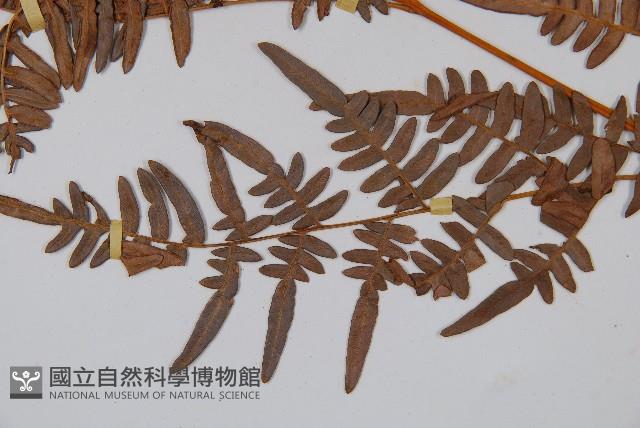 蕨藏品圖，第3張