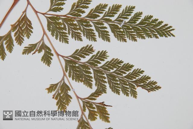 海州骨碎補藏品圖，第3張