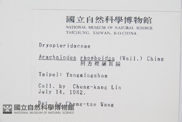 斜方複葉耳蕨藏品圖，第2張