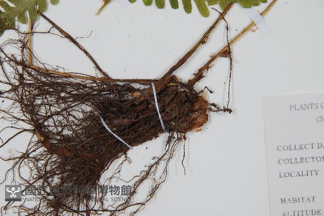 東亞假鱗毛蕨藏品圖，第3張