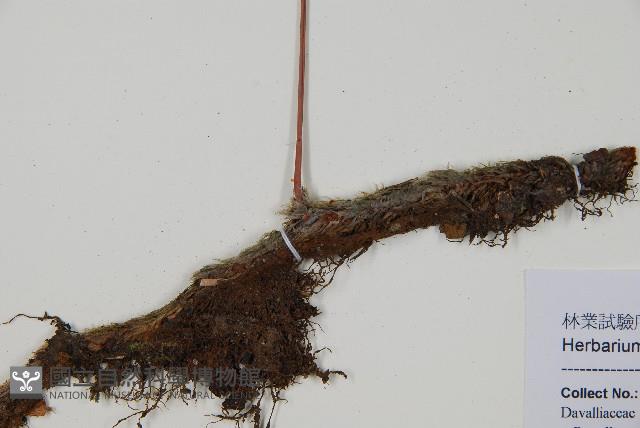 杯狀蓋陰石蕨藏品圖，第3張