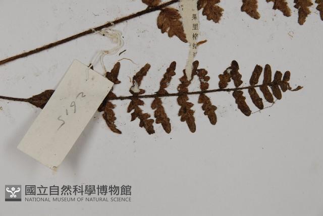 歐洲金毛裸蕨藏品圖，第3張