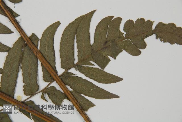 毛柄短腸蕨藏品圖，第3張