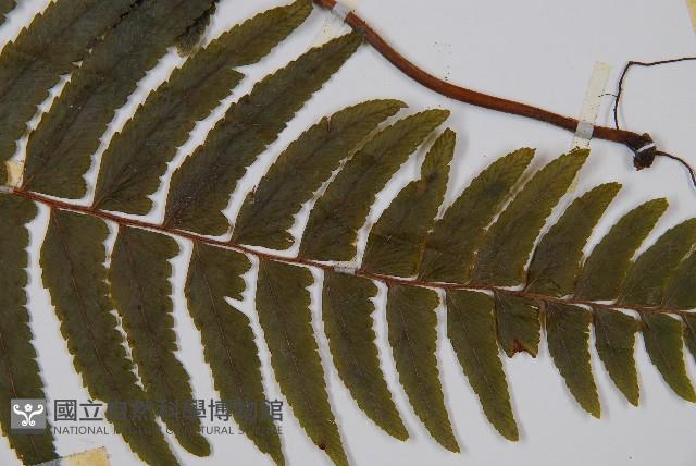 邊緣鱗蓋蕨藏品圖，第3張