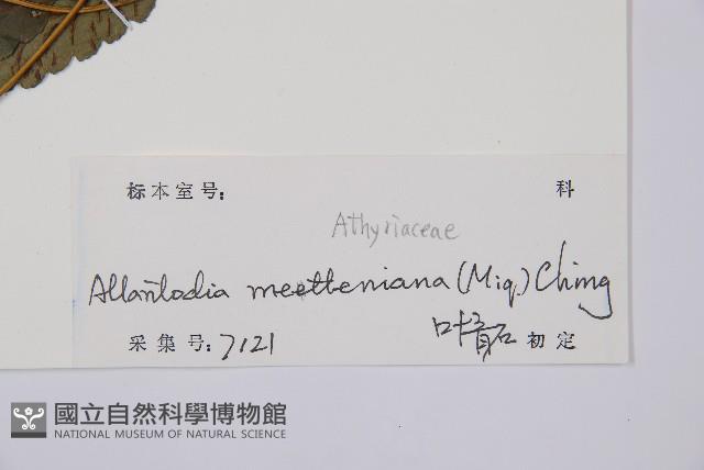 江南短腸蕨藏品圖，第3張