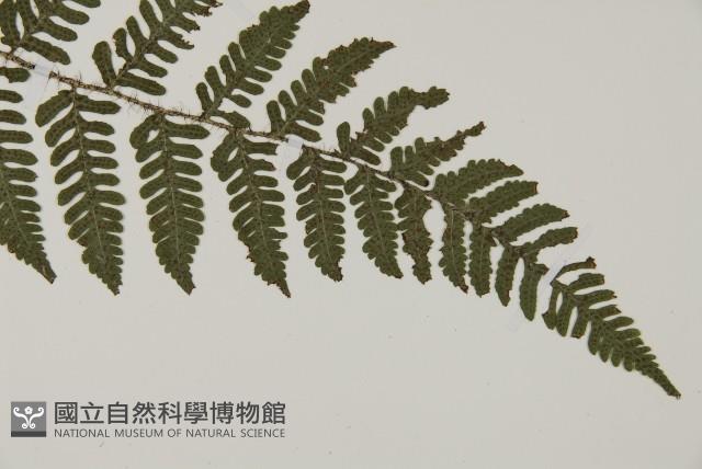 愛德氏肋毛蕨藏品圖，第2張