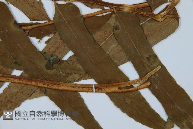 狹葉貫眾蕨藏品圖，第3張