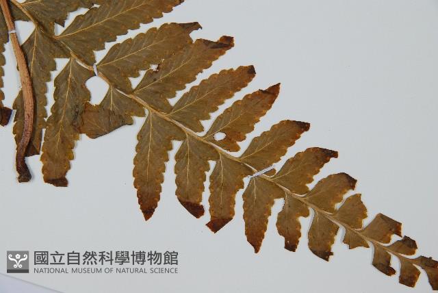 邊緣鱗蓋蕨藏品圖，第3張