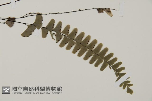 灰背鐵線蕨藏品圖，第2張