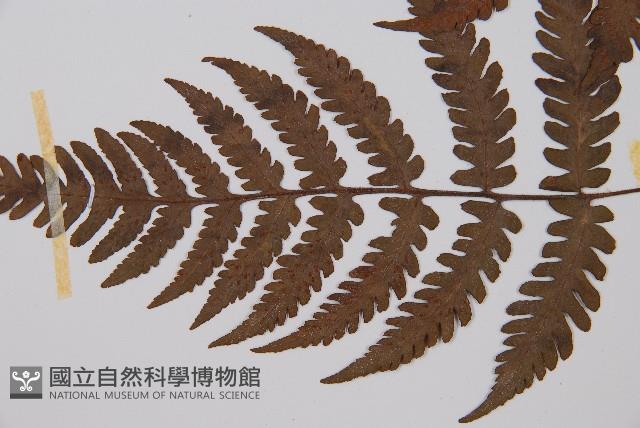 東洋蹄蓋蕨藏品圖，第3張