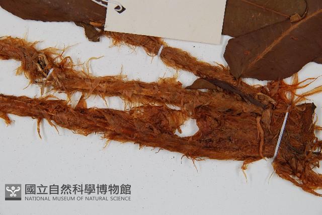 大羽鱗毛蕨藏品圖，第3張