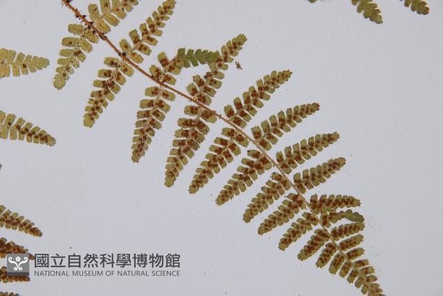 尖齒鱗毛蕨藏品圖，第3張