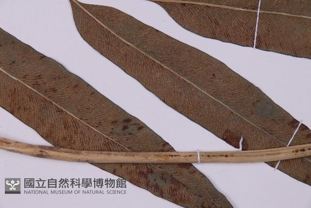 美羽鳳丫蕨藏品圖，第2張