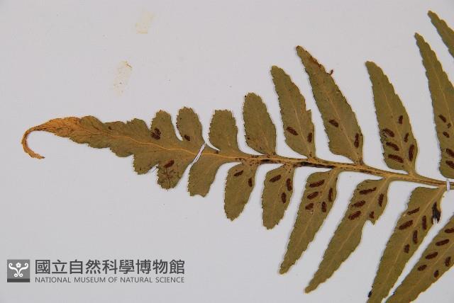 萊氏鐵角蕨藏品圖，第3張