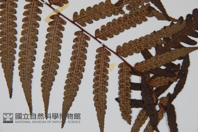 台灣黑桫欏藏品圖，第3張