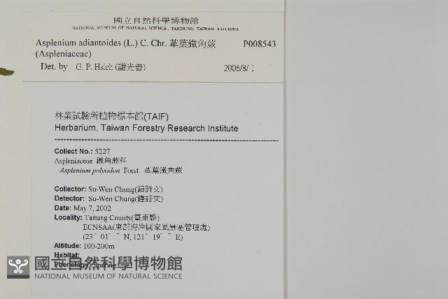 革葉鐵角蕨藏品圖，第2張