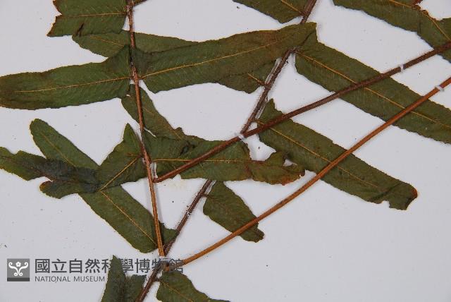 虎克氏鱗蓋蕨藏品圖，第3張