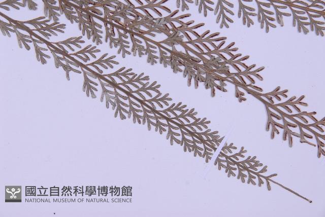 Accession Number:P002973 Collection Image, Figure 3, Total 5 Figures