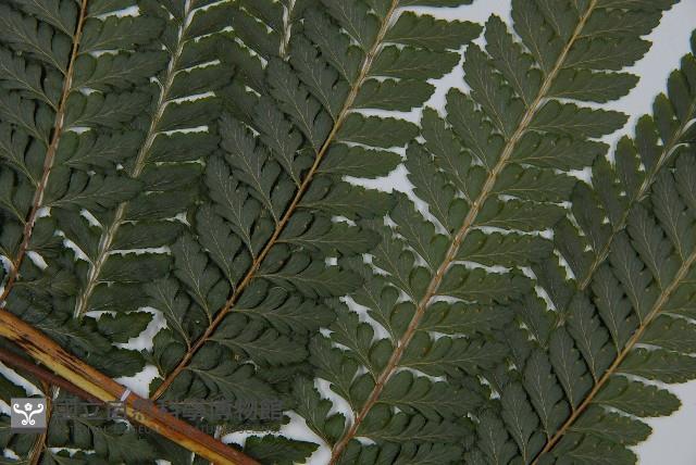 亞粗毛鱗蓋蕨藏品圖，第3張