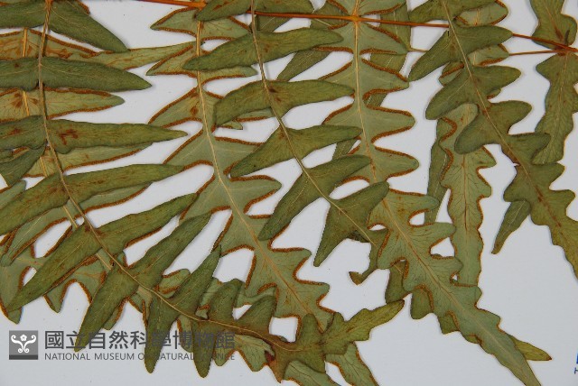 栗蕨藏品圖，第3張