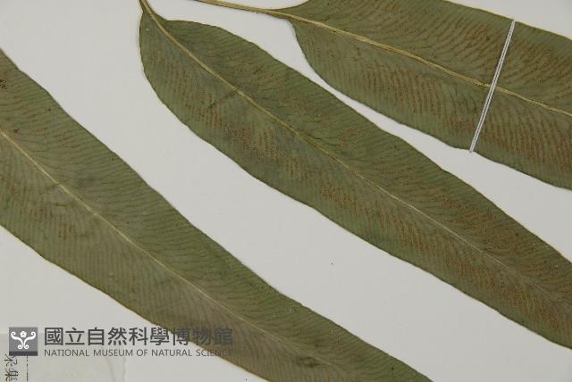 美羽鳳丫蕨藏品圖，第3張