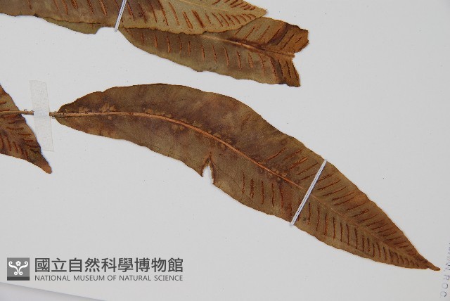 單葉雙蓋蕨藏品圖，第3張