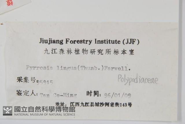 石葦藏品圖，第2張