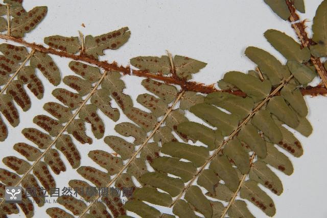 闊鱗鱗毛蕨藏品圖，第2張