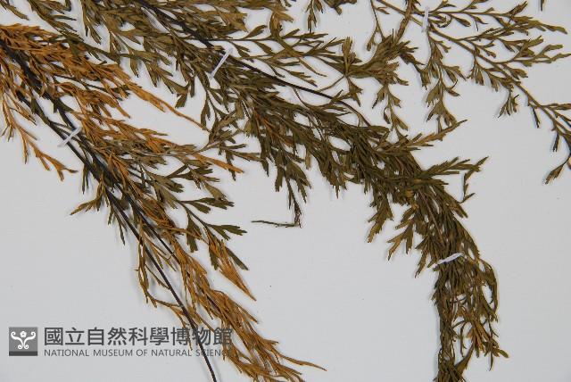 威氏鐵角蕨藏品圖，第3張