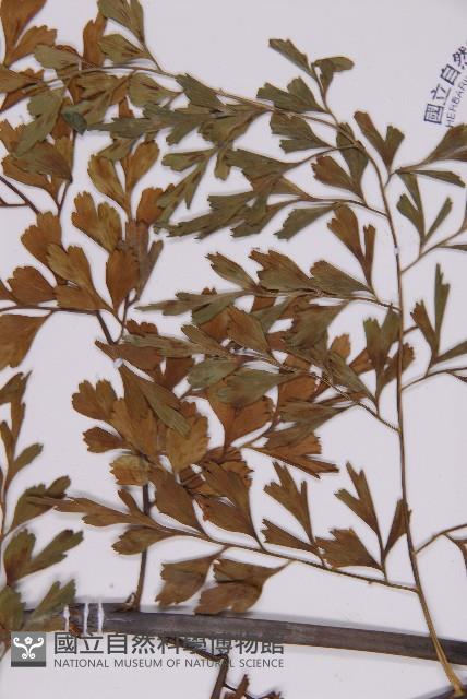 大黑柄鐵角蕨、黃鱗鐵角蕨、大羽鐵角蕨藏品圖，第3張