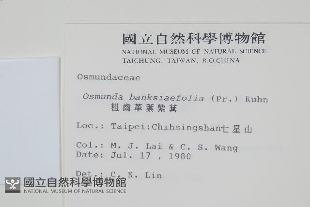 粗齒革葉紫萁藏品圖，第2張