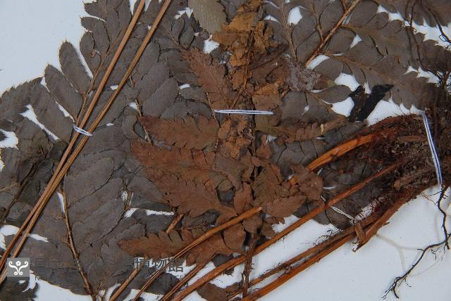 海南複葉耳蕨藏品圖，第3張