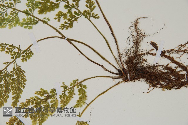 薄葉鐵角蕨藏品圖，第3張