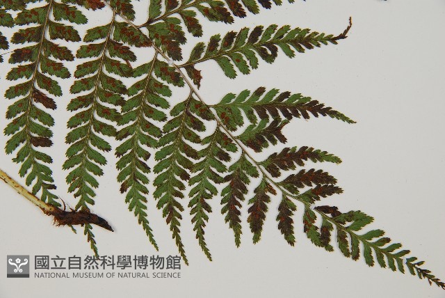 登錄號:P010773藏品圖，第3張
